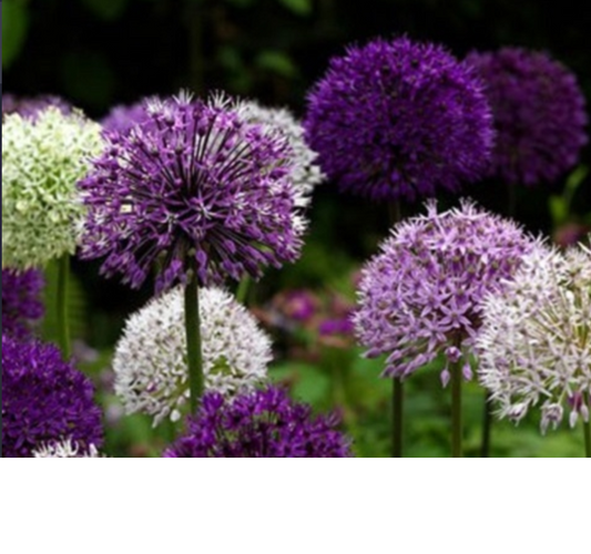 Planting Spring Bulbs: Your Autumn Guide to a Stunning Garden