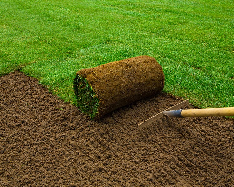 Premium Lawn Turf (per 1m2)