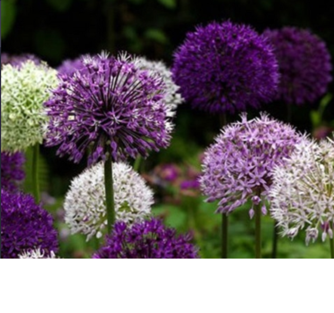 Planting Spring Bulbs: Your Autumn Guide to a Stunning Garden