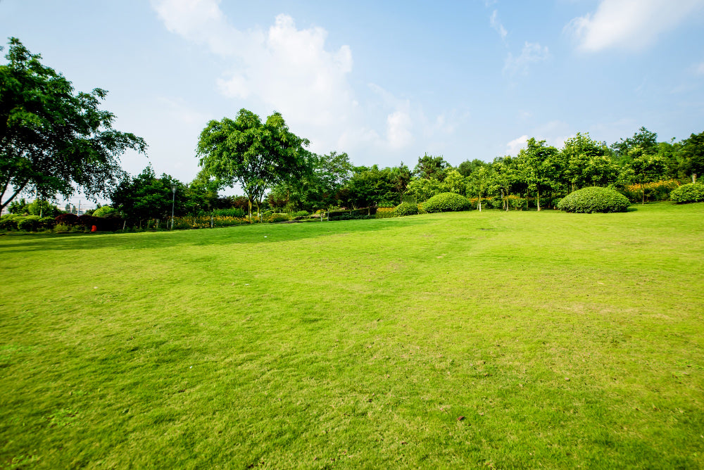Grass Seed