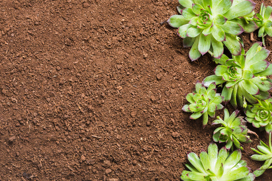 Screened Soil – Clean, Consistent, and Ready for Landscaping