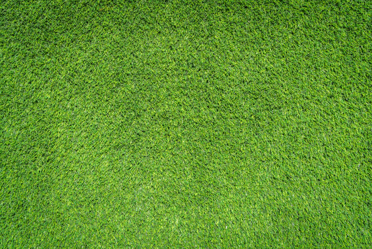 Economy Grass Seed – Rapid Green on a Budget