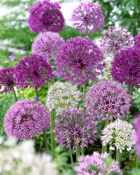 Allium Mixed Bulb Collection (100 Bulbs)