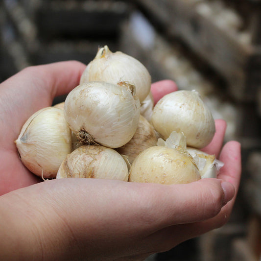 Allium Mixed Bulb Collection (100 Bulbs)