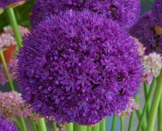 Giant Allium Bulb Collection