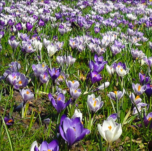 Crocus Bulb Collection