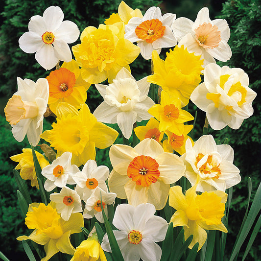 Daffodil and Narcissi Mixed Bulb Collection (50 Bulbs)