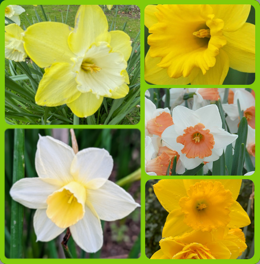 Daffodil Mixed Bulb Collection