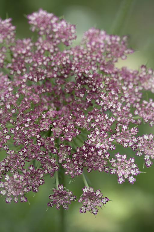 Daucus carota, 'Dara' - Wild Carrot