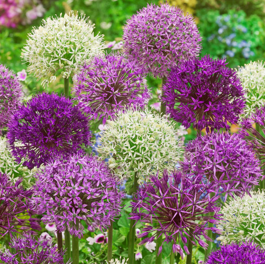 Giant Allium Bulb Collection (5 Bulbs)