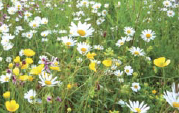 Wildflower Turf (per 1m2)