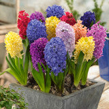 Hycainth Mixed Bulb Collection (30 Bulbs)