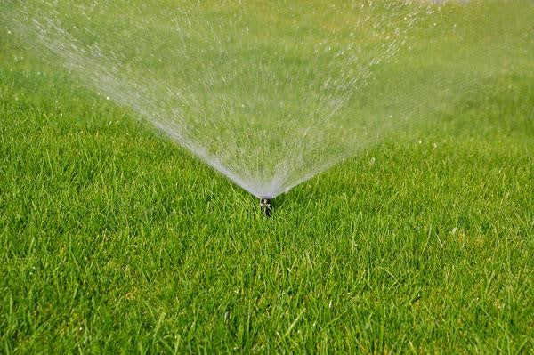 Premium Lawn Turf (per 1m2)