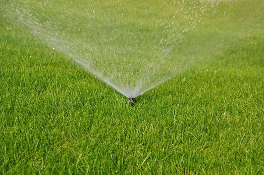 Premium Lawn Turf (per 1m2)