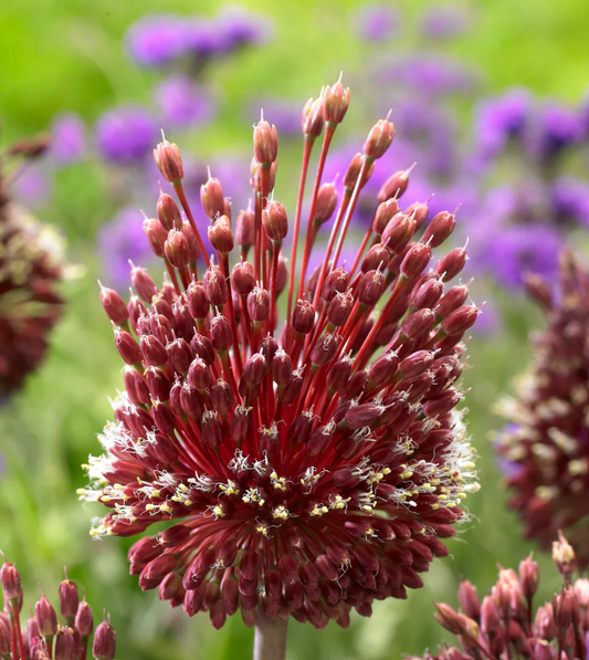 Giant Allium Bulb Collection