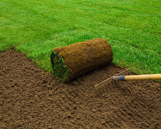 Premium Lawn Turf (per 1m2)
