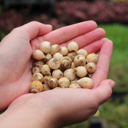 Snowdrop Bulbs (50 Bulbs)