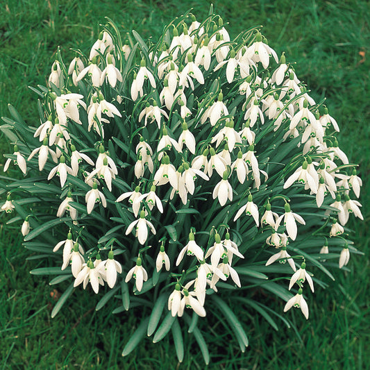 Snowdrop Bulbs (50 Bulbs)
