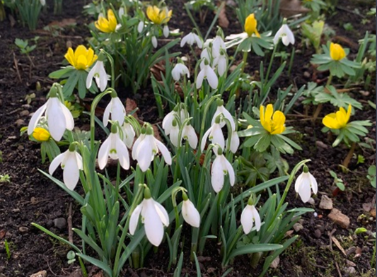 Snowdrop Bulbs