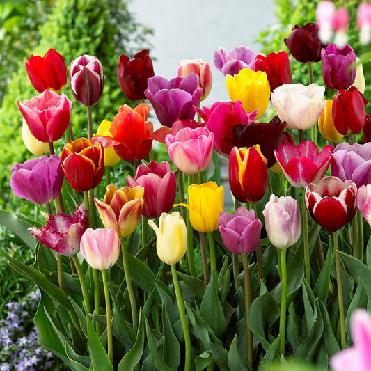 Tulip Mixed Bulb Collection (30 Bulbs)