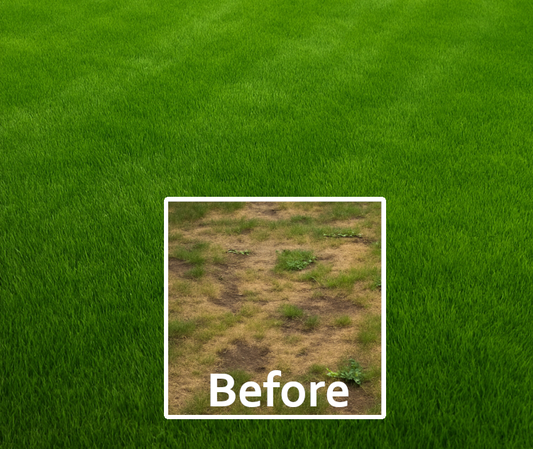 Lawn Patch Repair Kit – Restore Up to 100m² of Lawn Quickly