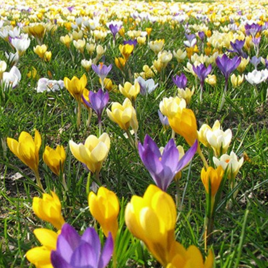 Mixed Crocus Bulb Collection